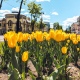 В двух округах Курска высадили 26 000 тюльпанов и 18 000 крокусов