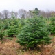 В Курской области усилили охрану хвойных деревьев