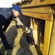 В курский приют для бездомных животных в Лобазовке привезли запас корма