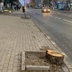 В Курске на улице Радищева спилили каштаны