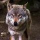 В Суджанском районе Курской области впервые за 10 лет были замечены волки