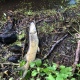 Мор рыбы в реке под Курском вылился в уголовное дело