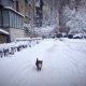 На Курскую область 20 ноября может обрушиться рекордный снегопад