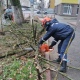 В Курске шквалистый ветер 20 ноября повалил 7 деревьев