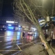 В Курске дерево рухнуло на остановку