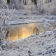 В Курской области 24 ноября ожидается снег и до 11 градусов мороза