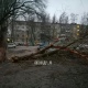 В Курске сильный ветер валил деревья
