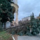 В центре Курска ветер с корнем вырвал голубую ель
