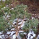 Под Курском задержали «новогоднего лесоруба» со спиленной елкой
