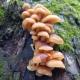 В лесах Курской области в декабре грибы собирают ведрами