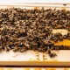 За погибших пчел пасечник из Курской области хотел отсудить 450 тысяч рублей