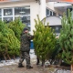 В Курской области открываются елочные базары