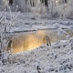 Курск может накрыть ныряющий циклон со снегопадами и 20-градусными морозами