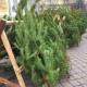 В Курске основная часть елочных базаров откроется 20 декабря