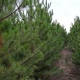 В питомниках Курской области к Новому году вырастили более 3 тысяч елок и сосен