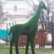 В Курске в парке Дзержинского топиарный жираф за 389 тыс. рублей 1,5 месяца провалялся на земле