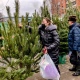 В Курской области питомники вырастили более 3000 елей и сосен к Новому году