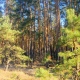 В Льговском районе Курской области уничтожили 434 сосны на 10 миллионов рублей