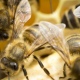 Под Курском фермеру выплатили 2,9 миллиона за гибель пчел
