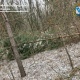Под Курском поймали новогоднего лесоруба с тремя соснами
