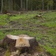 Житель Курской области незаконно спилил дубов на 250 тысяч рублей
