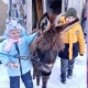 Многодетной семье из Курской области подарили на Новый год ослика