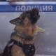 Полицейский пес спел на Театральной площади Курска