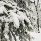 Первая рабочая неделя года в Курской области начнется со снегопадов и легкого мороза