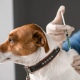 В Курске выездные точки по вакцинации животных от бешенства начнут работать с 1 апреля