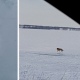 В двух районах Курской области замечены волки
