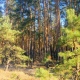 В Льговском районе Курской области на лесозаготовке погиб мужчина