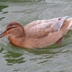 В Курской области насчитали 3 215 водоплавающих птиц