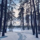 В Курской области 25 января ожидаются снег, туман, изморозь и до 18 градусов мороза