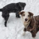Жители Курской области жалуются на бродячих собак в пальто