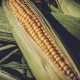 В Курской области мужчина и женщина украли 1000 початков кукурузы