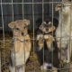 В Курске с начала года поступило 283 обращения на отлов бродячих собак