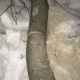 Житель Курской области заплатит 24 тысячи рублей за спиленный клен