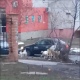 Жители Курска жалуются на своры бродячих собак в центре города