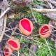 В курских лесах грибники собирают иудины уши, эльфову чашу и дрожалку оранжевую