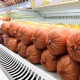 В Курске прошла контрольная закупка вареной колбасы