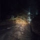 В Курске дерево рухнуло на проезжую часть на улице Карла Маркса