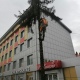 В Курске на Московской площади заменят старые ели на 14 новых