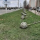 В Курске на проспекте Победы высадят 190 пирамидальных тополей