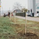 Жителям Курска предлагают бесплатные деревья для высадки у дома
