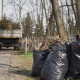 16 апреля в Курске посадили 550 деревьев и вывезли 993 кубометра мусора