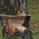 В Курской области решения о сносе деревьев принимают без привлечения специалистов