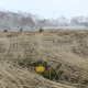 В Курской области 30 апреля ожидается до 2 градусов мороза