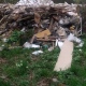 В деревне 1-е Цветово Курского района местный житель устроил свалку отходов