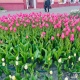 В Курске на улице Ленина украли тюльпаны