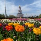 В Курске распустилось 26 тысяч тюльпанов